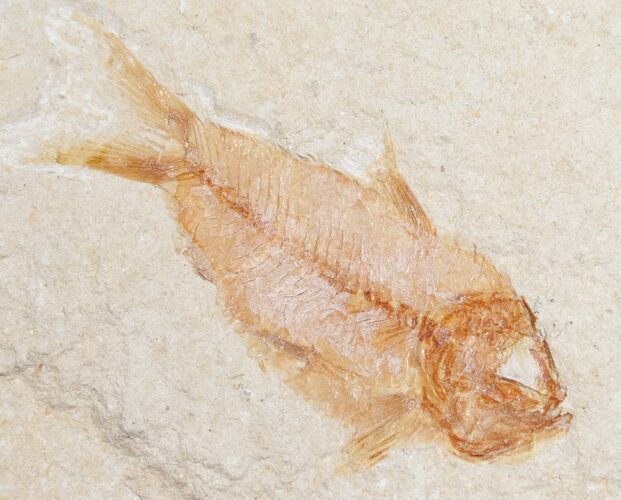 Cute Armigatus Fossil Fish - Lebanon #11500